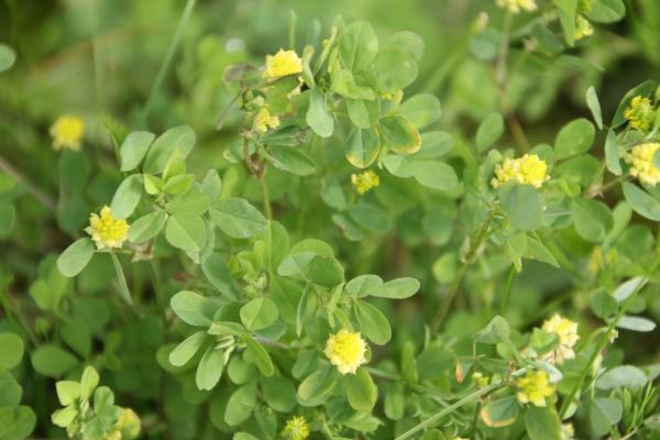 69 On appelle trèfle jaune plusieurs espèces de trèfles ou de luzernes assez discrètes, Le Trèfle des champs (Trifolium campestre), le Trèfle douteux (Trifolium dubium) ou la Luzerne hérissée (Medicago polymorpha). Ils appartiennent à la famille des Fabacées.