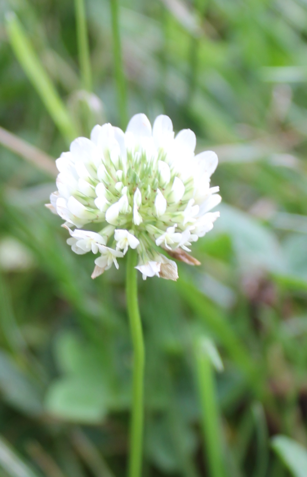 70 Le trèfle blanc est parfois envahissant sur les pelouses, il résiste bien au piétinement et on le voit souvent au bord des routes. Trèfle blanc (trifolium repens, famille des Fabacées).