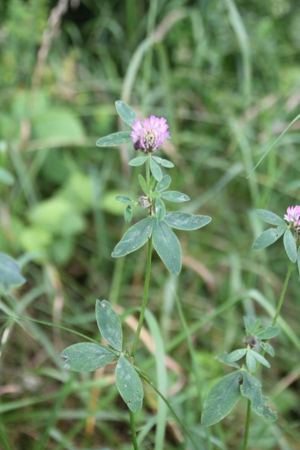 71 Le trèfle rouge est également fleuri en ce début mai. Trèfle rouge, Trèfle commun, Herbe à vache, Trèfle d'Espagne, Trèfle des prés, (Trifolium pratense, Famille des fabacées).