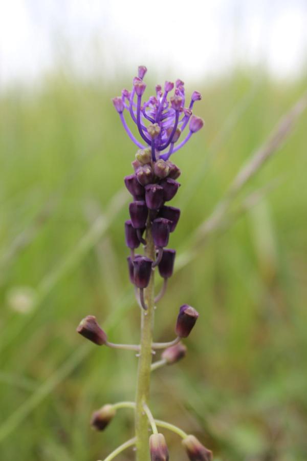 72  Le muscari à toupet ose faire preuve d'originalité et se place parmi les belles fleurs sauvages du moment. Muscari à toupet (Muscari comosum, Famille des Asparagacées, autrefois famille des Liliacées).