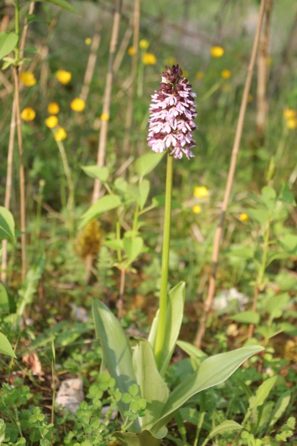 73 L'orchis pourpre est une magnifique fleur, il nous fait le plaisir de se répandre abondamment sur nos terrains calcaires ensoleillés. Orchis pourpre, (Orchis purpureum, famille des Orchidacées).