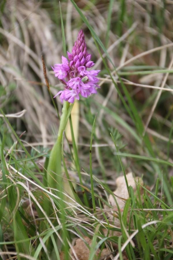 74 L'orchis pyramidal est facilement reconnaissable à la forme de son inflorescence et à sa couleur rose violacé. Orchis pyramidal, (Anacamptis pyramidalis, famille des Orchidacées).