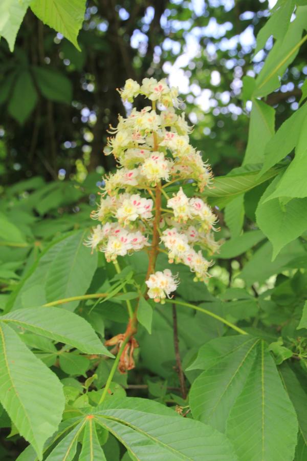 75-Les marronniers prennent en ce moment toute leur valeur décorative en produisant de magnifiques hampes florales blanches ou roses. Marronnier, Châtaignier de mer, Faux châtaignier, Châtaignier des chevaux, (Aesculus hippocastanum, famille de Hippocastanacées). L'espèce à fleurs roses est un hybride fertile.