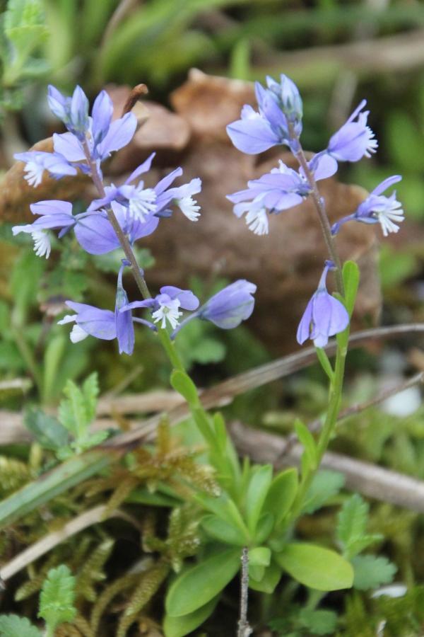 76-Le polygale commun est une gracieuse petite plante, reconnaissable à ses fleurs bleues dont les étamines pétaloïdes sont groupées en deux faisceaux terminés par des anthères blanches. Polygale commun (Polygala vulgaris, Famille des polygalacées).