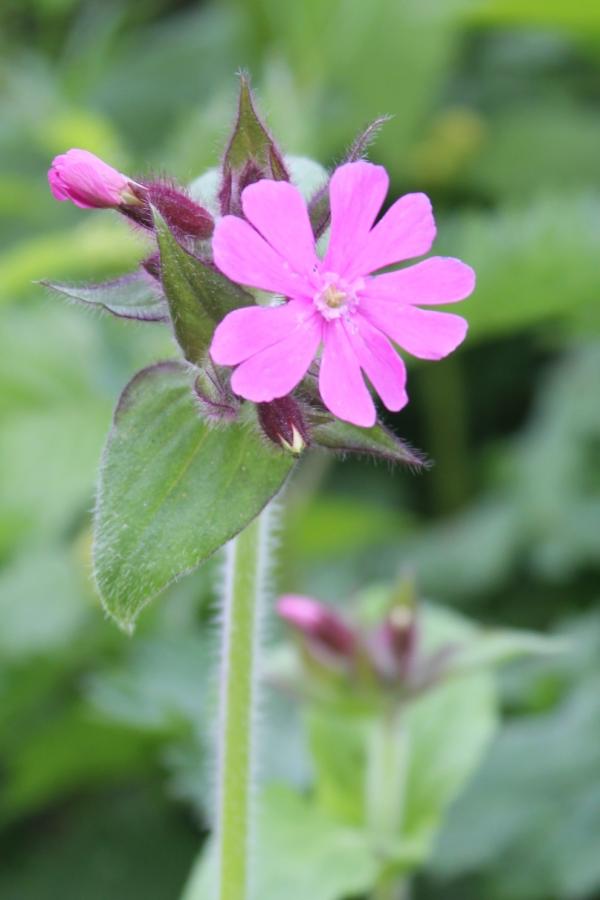 77 Le compagnon rouge préfère les sols légèrement acides et se rencontre peu dans les régions calcaires. Compagnon rouge, Silène dioïque, Ivrogne, Robinet rouge, Robinet rose, (Silene dioica, famille des Caryophyllacées).