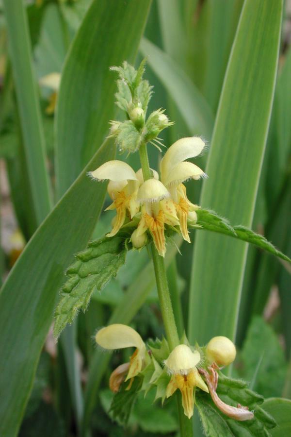 78 Traditionnellement l'ortie jaune n'est pas une plante médicinale mais elle a aujourd'hui ses adeptes. Elle est consommée pour ses vertus supposées anti-inflammatoires, dépuratives, purgatives ; elle est même considérée par certains comme un stimulant intellectuel. Ortie jaune, lamier jaune, Lamier galeobdolon, Ortie morte des bois, (Lamiastrum galeobdolon ou Lamium galeobdolon, famille des Lamiacées).