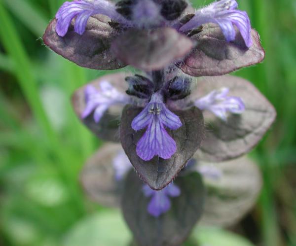 80  Les fleurs de la bugle rampante sont très semblables à celles du lierre terrestre mais ses feuilles supérieures sont sessiles, parfois violacées, ovales avec un bord lisse. Bugle rampante, Petite consoude, Herbe de Saint Laurent, (Ajuga reptans, famille de lamiacées).