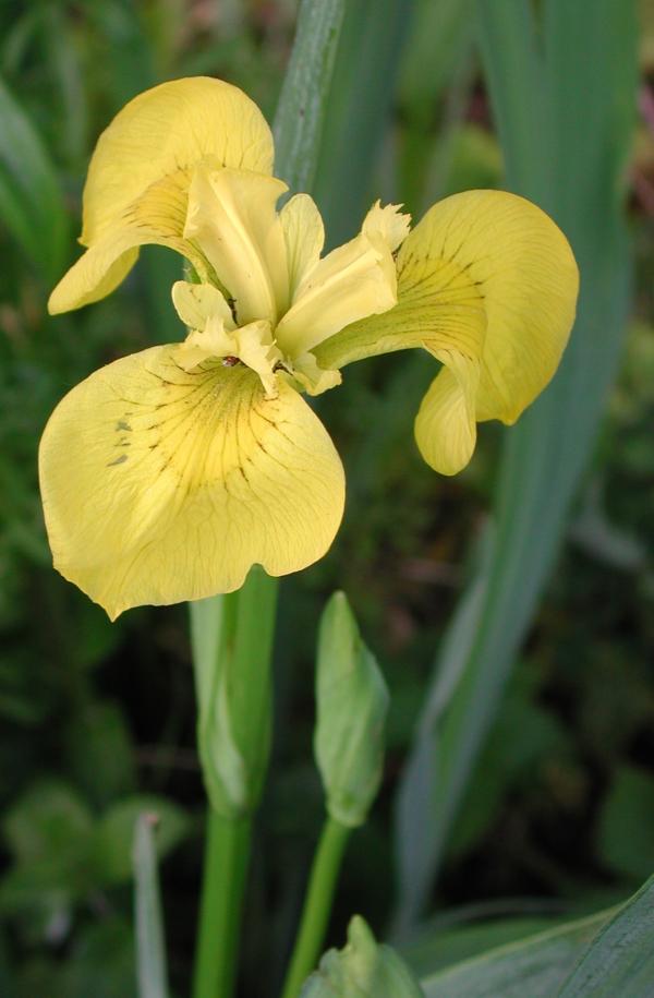 100 L'iris des marais vit le plus souvent les pieds dans l'eau. Iris des marais, Iris faux acore, Iris jaune, Flambe d'eau, (Iris pseudacorus, famille des Iridacées).