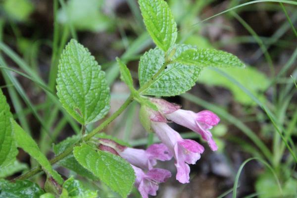 81 La mélitte à fleurs de mélisse est une grande et belle plante qui mérite d'être cultivée pour ses qualités ornementales. Mélitte à fleurs de mélisse, Mélisse bâtarde, Mélisse des bois, (Melittis melissophyllum, famille des lamiacées).