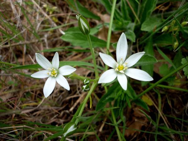 82 Lors d'une balade, l'ornithogale en ombelle est toujours une heureuse rencontre. Ornithogale en ombelle, Belle d'onze heures, Dame d'onze heures, Etoile blanche, (Ornithogalum umbellatum, famille des Liliacées).