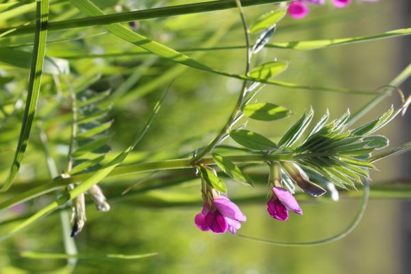 83 La vesce commune parsème les talus et les friches de ses fleurs vivement colorées. Vesce commune, Vesce cultivée, (Vicia sativa, famille des Fabacées).