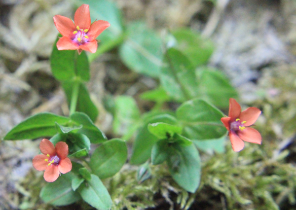 84 Le mouron rouge nous fait parfois la surprise de faire des fleurs bleues. Mouron rouge, Mouron des champs, (Anagallis arvensis, famille des Primulacées).