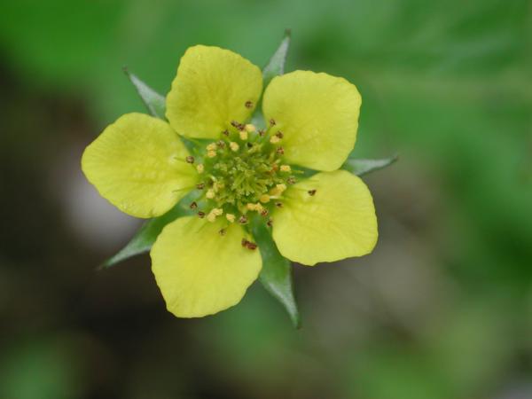 85 Gentille petite fleur mais tige solide et feuilles coriaces, la benoîte serait-elle d'une douceur trompeuse comme l'indique son nom ? Benoîte commune, Herbe de Saint-Benoît, Avence, Herbe du bon soldat, Racine bénie, (Geum urbanum, famille des Rosacées).