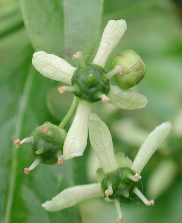 86 A la mi-mai le fusain porte encore quelques fleurs ;  ses fruits à quatre lobes, bien reconnaissables, apparaissent déjà. Fusain d'Europe, Bonnet carré, Bonnet de prêtre, Bonnet d'évêque, Bois à lardoires, Cherme, Chermine, (Euonymus europaeus, famille des Célastracées).