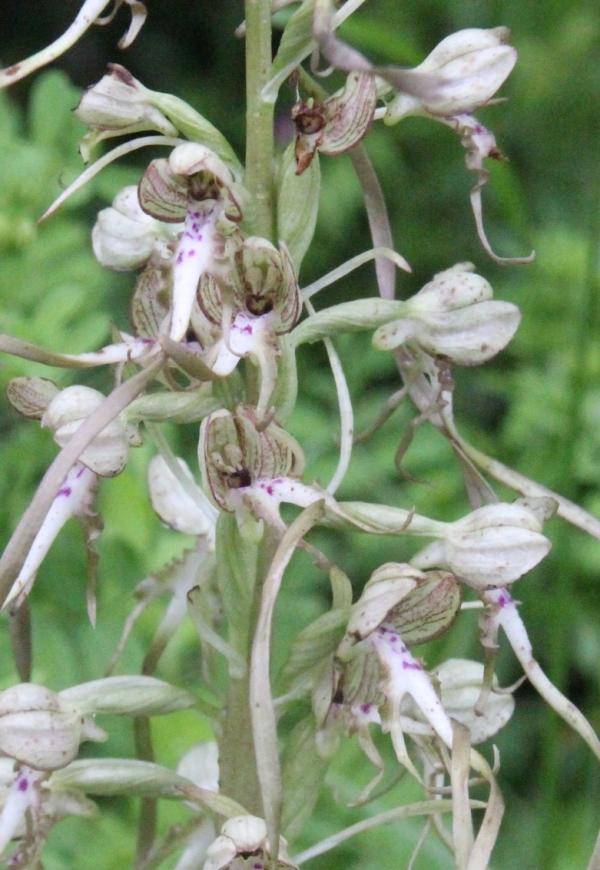 87 Depuis plusieurs semaines on le voit sortir de terre ; maintenant, l'orchis bouc est complètement épanoui. Il apprécie les sols calcaires secs et ensoleillés et se répand en Bourgogne. Orchis bouc (Himantoglossum hircinum, famille des Orchidacées).