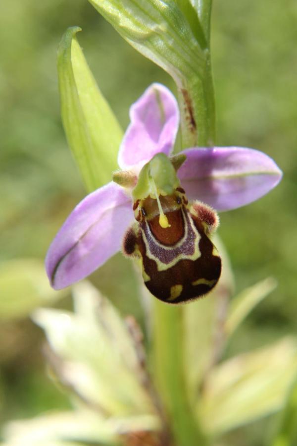 88  L'ophrys abeille assure sa pollinisation en attirant les abeilles solitaires. Ophrys abeille (Ophrys apifera, famille des Orchidacées).