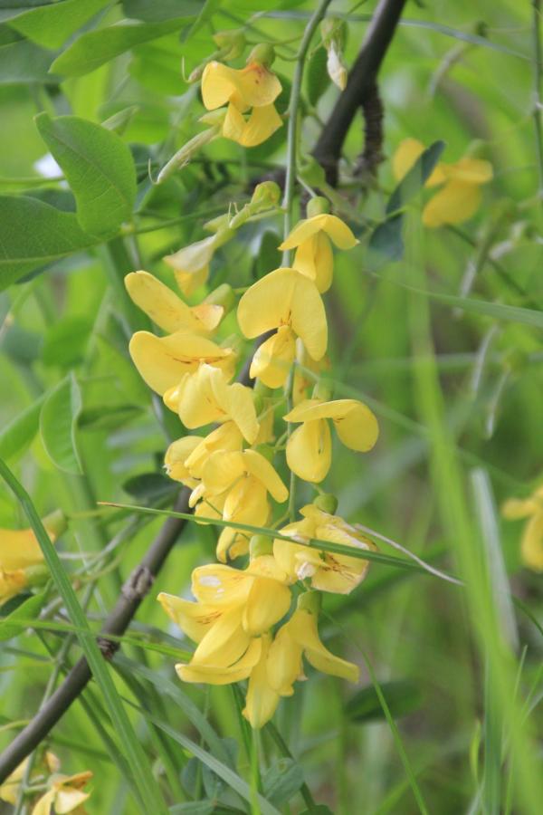 89 Les fleurs du cytise forment de belles grappes jaunes qui rappellent celles du faux acacia qui, elles, sont blanches ; mais attention, le cytise est toxique. Cytise, Aubour, Faux ébénier, Pluie d'or, Arbre de Danaé, (Laburnum vulgare ou Laburnum anagyroides, famille des fabacées).