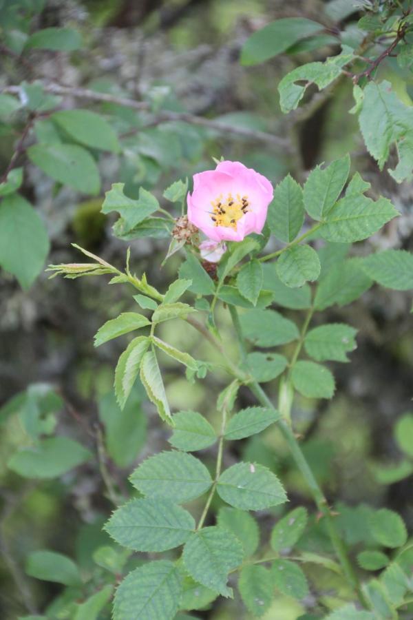 90  L'églantier aime avoir sa place au soleil ; on appelle ses fleurs églantines. Eglantier, Rosier des chiens, Rosier sauvage, Rose des haies, Cynorrhodon, (Rosa canina, famille des Rosacées).