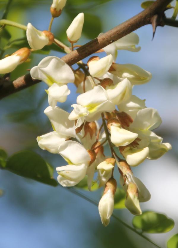 91 On attribue aux fleurs de l'acacia des vertus calmantes, antispasmodiques, toniques et émollientes ; on les consomme en confectionnant des beignets.  Acacia, Robinier faux acacia, Carouge, Cassie, (Robinia pseudo acacia, famille des Fabacées).