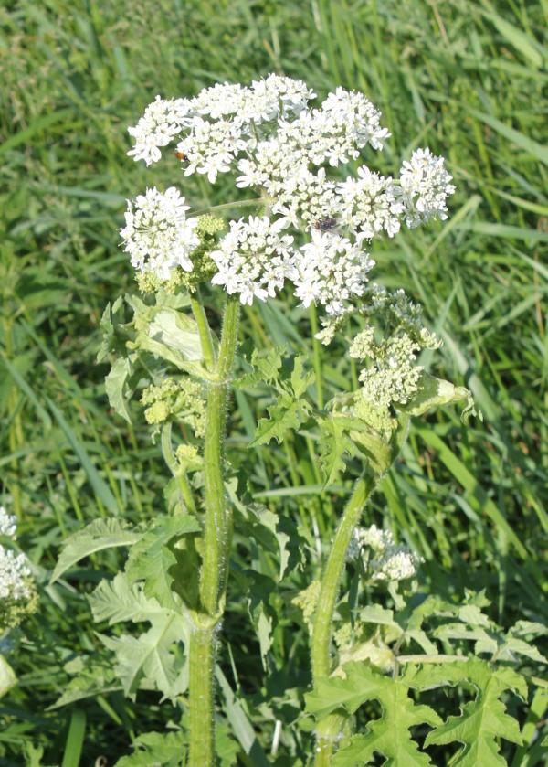 92 On l'appelle souvent panais, mais la berce sphondyle fait de grandes ombelles blanches alors que le panais cultivé fleurit jaune. La plante attire souvent des punaises arlequin aux élytres rouges rayés de noir. Berce sphondyle, Panais sauvage, Branc ursine, Patte d'ours ... (Heracleum sphondylium, famille des Apiacées).