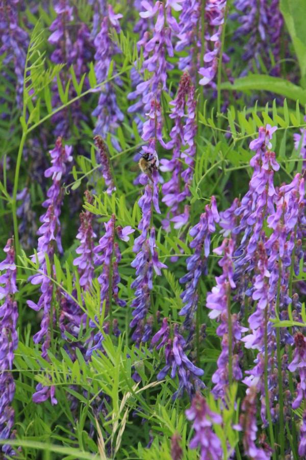 93 La vesce à épis rassemble ses fleurs bleues sur de hautes hampes dressées. Vesce à épis, Vesce à bouquets, Pois à crapauds, Jarosse, Luizet des prés, Vescecraque, (Vicia Cracca, famille des Fabacées)