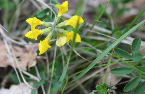 94 Le lotier corniculé a des feuilles à trois lobes comme les trèfles mais on le reconnaît facilement à ses fleurs jaunes reliées entre-elles par leur base. Lotier corniculé, Pied de poule, pois joli, trèfle cornu, (Lotus coniculatus, famille des Fabacées).