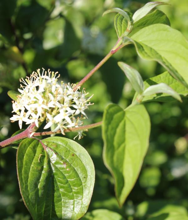 95 Bien qu'ayant des feuilles semblables, cornouiller sanguin et cornouiller mâle se distinguent très nettement par leurs fleurs ; le premier donne des fleurs blanches en mai alors que les fleurs du second, jaunes et beaucoup plus petites, apparaissent dès le mois de février. Cornouiller sanguin, Sanguine, Bois punais, Bois rouge ... (Cornus sanguinea, famille des Cornacées).