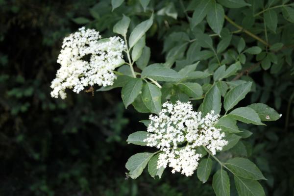 96 Les fleurs du sureau noir peuvent servir à faire des boissons, ses fruits à faire des sirops et des confitures. La plante est réputée sudorifique, diurétique et purgative. Sureau noir, Sureau, Susier, Arbre de Judas, Sambuce, (Sambucus nigra, famille des Caprifoliacées).