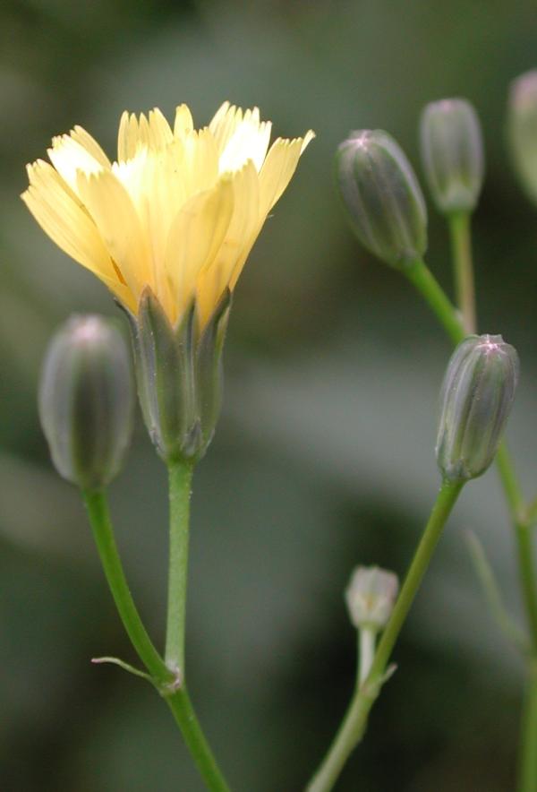 97  Les fleurs de la lampsane commune sont petites et banales mais la plante fait preuve d'originalité en variant la forme de ses feuilles oblongues, lancéolées ou lyriformes. Ses fruits peuvent former des constructions géométriques aussi fragiles qu'éphémères. Lampsane commune, Herbe aux mamelles, Poule grasse, Grasse geline, Grageline, Gras de mouton, Saune blanche, Lamproise, (Lapsana communis, famille des Astéracées).