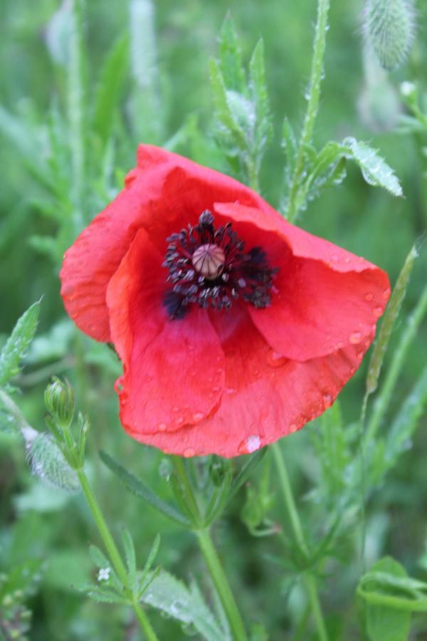 98 Le coquelicot est une plante messicole, il fréquente les champs de céréales, surtout les bordures qui ont échappé aux herbicides ; le plus souvent, la plante achève son cycle de vie avant la moisson, ainsi, la génération suivante est assurée. Coquelicot, grand coquelicot, (Papaver rhoeas, famille des Papavéracées).