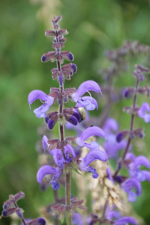 99 La sauge des prés est souvent citée comme exemple d'adaptation à la fécondation par les insectes. Le pétale inférieur de la fleur est un terrain d'atterrissage idéal pour les pollinisateurs. Le nectar situé au fond de la corolle incite abeilles et bourdons qui s'en nourrissent à pénétrer profondément dans la fleur, ce qui actionne le basculement des étamines ; le pollen ainsi déposé sur le dos de l'insecte sera récupéré par le stigmate de la prochaine fleur visitée. Sauge des prés, Sauge commune, (Salvia