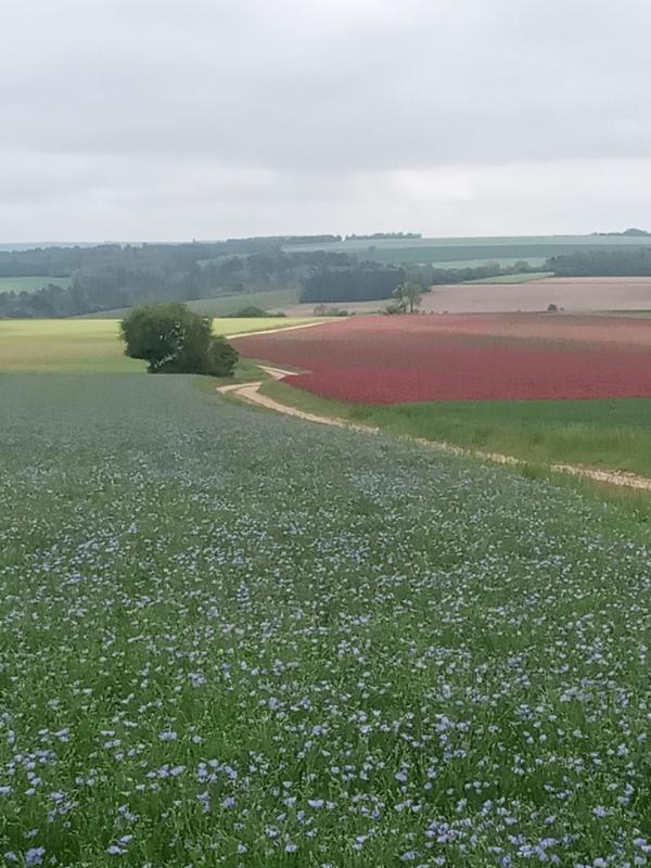 Jean-Marie BOUNON mai 2023 Sacy en couleurs (lin, trèfle incarnat, colza)